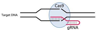 CRISPR-Cas9靶点活性验证及载体构建