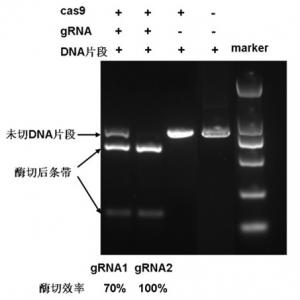 Cas9酶