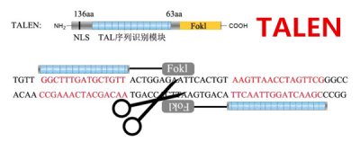 TALEN技术服务
