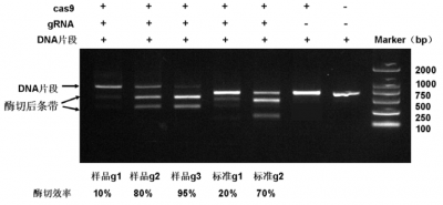 Cas9-gRNA靶点切割效率检测试剂盒